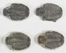 Lot: / Elrathia Trilobite Molt Fossils - Pieces #79030-2